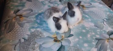 dovşan satılır: Karlik dovsanlari ucuz qiymete satılır Köroğlu metrosuna catdirilma