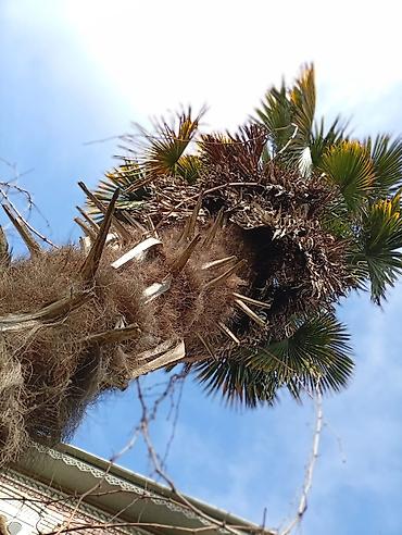 Ağaclar: Yetişkin dekorativ palma ağacı - Növ: Fan formalı yarpaqları olan — 4
