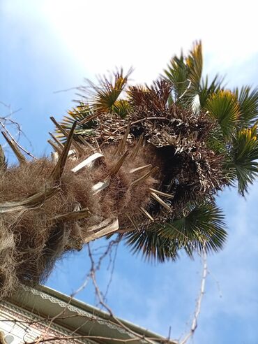 Ağaclar: Məhsul: Xurma/palma ağacı (Trachycarpus fortunei – küləyə və soyuğa — 8