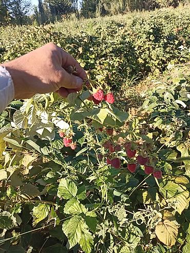 Продажа участков: 4500 соток — 6