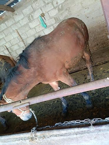 Лошади, кони: Продаю | Жеребец | Рабочий — 4