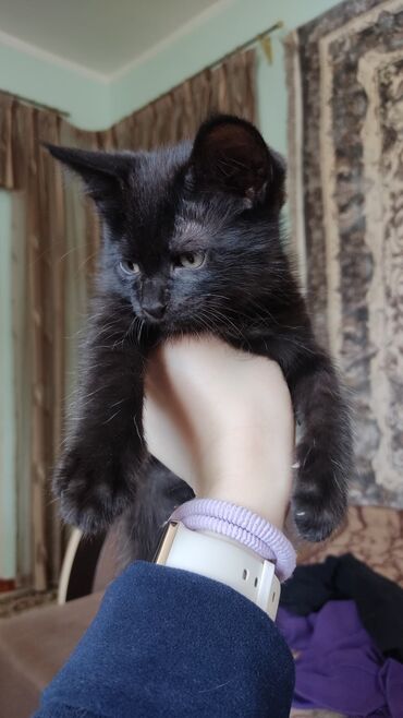 коть: Игривый котенок, мальчик (черный с белым пятнышком на шее) ищет
