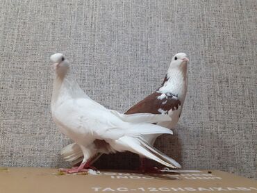 Göyərçinlər: Göyərçinlər