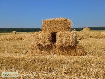 продам бройлеров: Суусамырдан саман сатылат 1000 ден ашык!!! Продается тюк ячменя