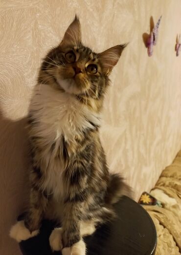 вислоухий шотландский кот цена: Продаётся котёнок породы мейн-кун, девочка 6 месяцев, очень красивого