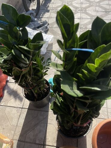 кресло офисные бу: Замиокулькас (ZZ-plant) в горшках - Крупные, плотные кусты с