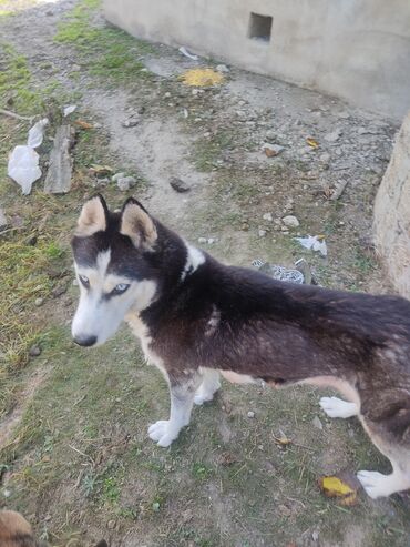 İtlər: Xaski, 1 il, Dişi, Peyvəndli — 2