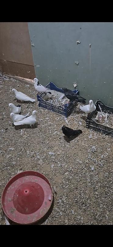 heyvanlar quşlar: 15dənə tutulma heyvandı 5 manatdan ünvan bakı naxçıvanski 070. 232 32 — 6