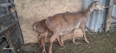 Продам с/х животных: Продаю | Овца (самка), Ягненок | Арашан | Для разведения | Ягнившаяся