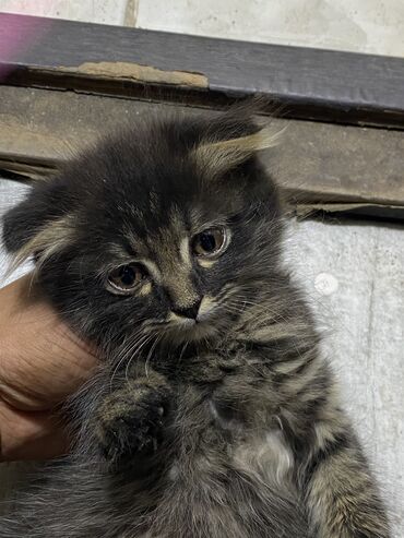 шотландская короткошерстная кошка: Кошка даром: Скотиш Фолд (Шотландская вислоухая), 2 месяца, Мальчик