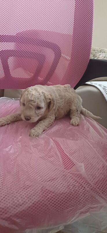 İtlər: Pudel, Dişi, Peyvəndli, Ödənişli çatdırılma — 14