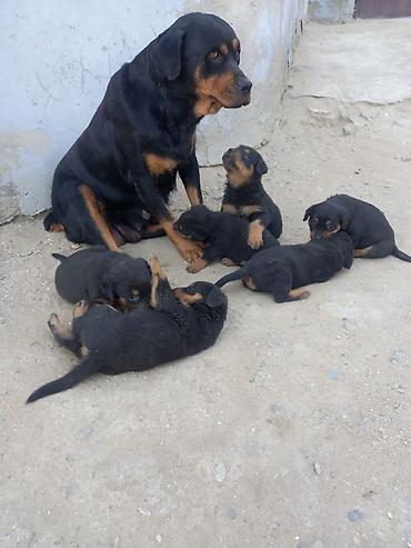 İtlər: Rotveyler, 2 ay, Erkək, Peyvəndli, Ünvandan götürmə -da lalafo.az — 21 İtlər: Rotveyler, 2 ay, Erkək, Peyvəndli, Ünvandan götürmə — 21
