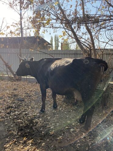 сколько стоит собака породы доберман: Сатам | Уй (ургаачы) | Сүт алуу үчүн | Байланган