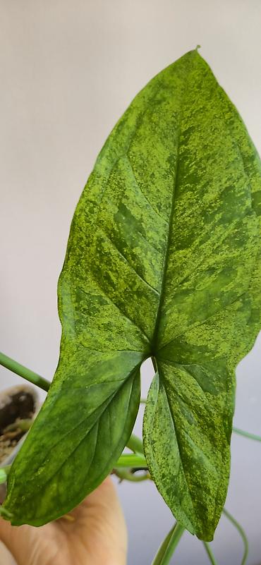 ev gulleri sekilleri: Syngonium mottled. Tez böyüyen, rahat bitki. Bazar günü metro üstüne — 3