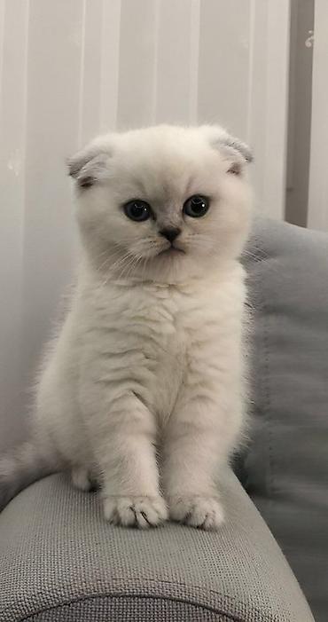 котята в баку бесплатно: Британская — 5