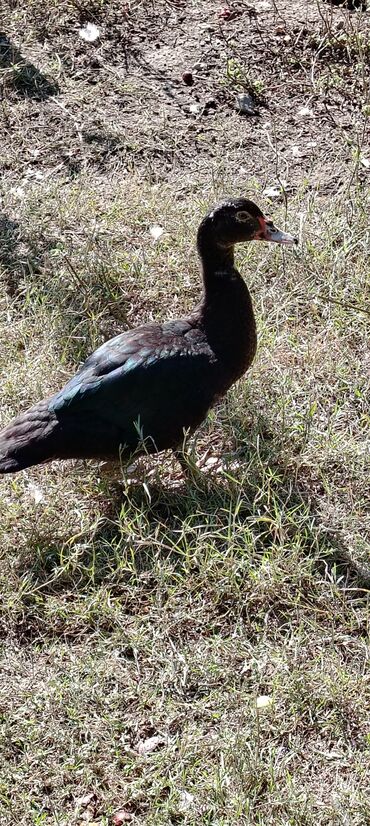 Ördəklər: . Təmiz kənd heyvanıdı. İki sortda. Qaz. satılır, yerli və Rusiyyət — 7