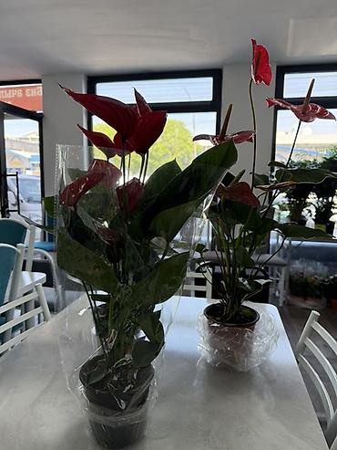 Антуриумы: Антуриум (Anthurium) в горшке - Компактный куст с плотными глянцевыми — 15