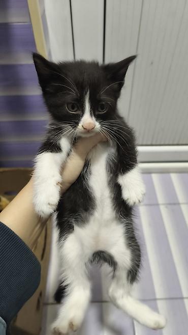 Pişiklər: Yaxşı əllərə — 3