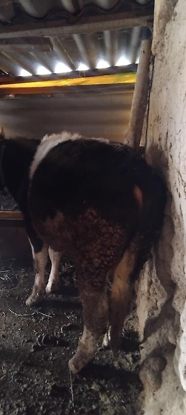 Коровы, быки: Продаю | Бык (самец) | На откорм at lalafo.kg — 1 Коровы, быки: Продаю | Бык (самец) | На откорм — 1