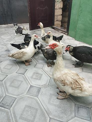 qara cücə: Malla ördəklər (Muscovy) – müxtəlif rənglərdə sürü - Növ: Muscovy — 2
