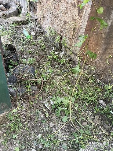 уборка огород: Уборка территории - Вывоз и утилизация мусора, старых досок, веток — 6