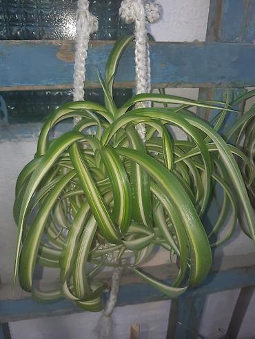 Зоотовары: Продаю домашние цветы разные не дорого смотрите мой профиль выбирайте — 5