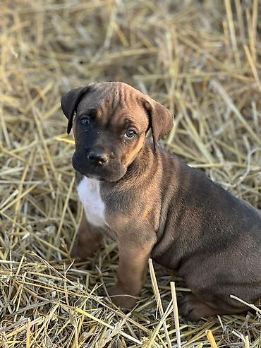 Psi: Rasa Cane Corso snažne građe) Starost: 45dana Boja dlake: nijanse — 2