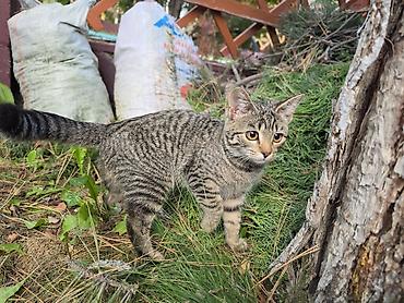 scotish fold: Кошка даром: Беспородная, Девочка — 7