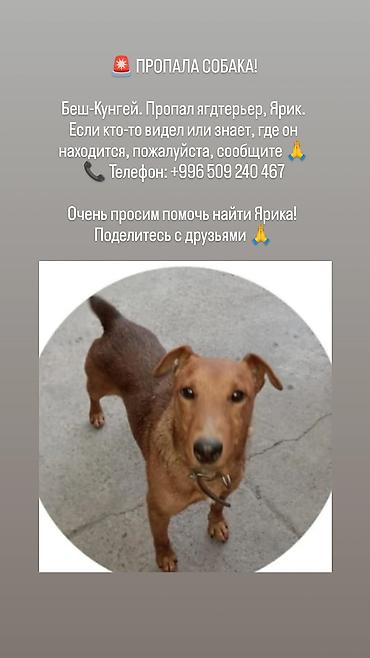 алабай даром: Пропала собака — ягдтерьер по кличке Ярик. Район: Беш-Кунгей. 07.09.26 — 1