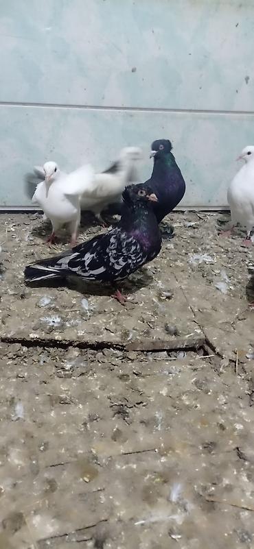 bulbul quşu: Qara əbrəş Erkey tam sağlam heyvandı real alıcı narahat etsin — 1