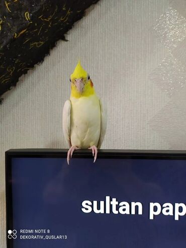 сколько стоит собака бу: Salam. TAM SAĞLAM VİTAMİNLƏR PROFESSİONAL BİT DƏRMANİ VURULUB VƏ