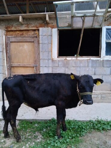 Коровы, быки: Продаю | Бык (самец) | Алатауская | На откорм | Племенные