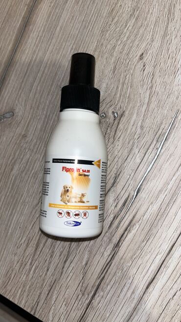 Pişiklər: Şotland uzun tüklü, Erkək, Yaxşı əllərə, Ünvandan götürmə — 10