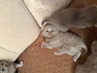 Pişiklər: Britan yastı qulaq, Dişi, Erkək, Yaxşı əllərə, Ödənişli çatdırılma, Ünvandan götürmə — 15