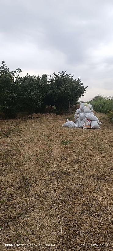 limon ağaçı: Xaçmaz rayonu, Hacıəhmədoba kəndində fındıq bağı satılır! 🌳 1500-2000 — 2