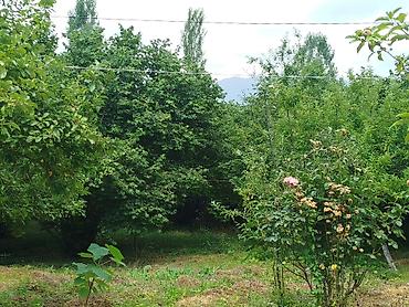 serifzadede satilan evler: 12 sot, Tikinti, Mülkiyyətçi, Kupça (Çıxarış) — 3