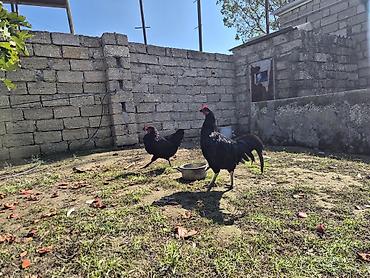 sari qus: Toyuq, Australorp, Damazlıq — 4