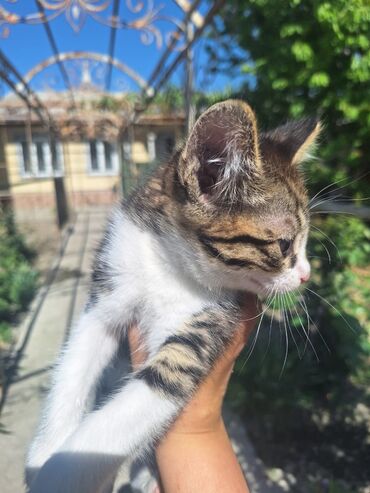 сиамская вислоухая кошка цена: Бурманская, 1 месяц, Девочка