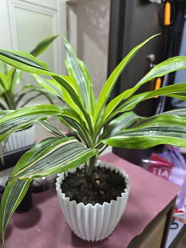 Декабристы: Декабристы (Schlumbergera) в горшках. - Окраска цветков: белая (на — 15