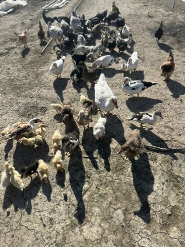 Ördəklər: Salam Aleykum Satılır Ördək Qaz Ördək Cücəsi Toyoq 36 Ədəd Lal Ördək — 2