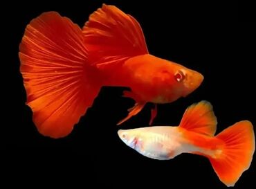 akvarium baliglari: Guppy ful red cutu 10 azn temiz qan