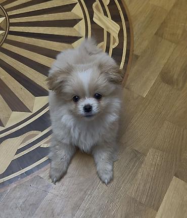 pomeranian it: Şpitz, 4 ay, Dişi, Peyvəndli — 2
