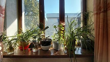 ветродуй для листьев: 🌿 КОМНАТНЫЕ РАСТЕНИЯ, КОТОРЫЕ ПРЕОБРАЗЯТ ВАШ ДОМ! 🌿 Хотите добавить в — 2