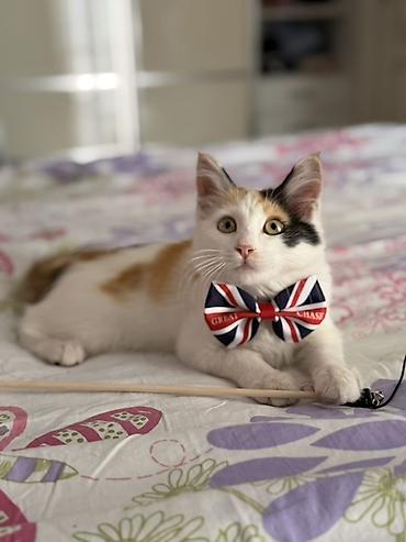 кошка сфинкс с шерстью: Котёнок 3 месяца,здоровая,игривая девочка,сейчас данное время на — 1