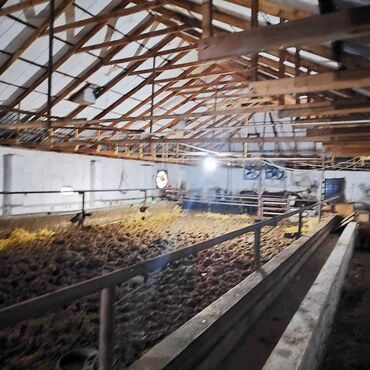 Torpaq sahələrinin satışı: Kənd təsərrüfatı, Mülkiyyətçi, Bələdiyyə, Kupça (Çıxarış) — 23