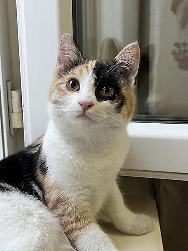 Кошки: Отдаю котят в добрые руки! Возраст 3 месяца. Трехцветная - девочка — 3