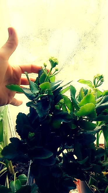 Отдам даром: Цветы от 50 сом и выше — 19