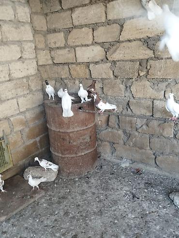 essək səkili: Məhsul: Ev göyərçinləri (bir neçə fərqli rəng və növ) Təsvir: - — 7