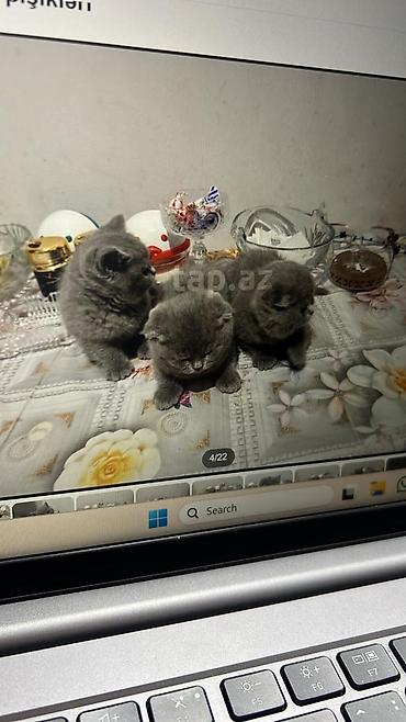 Pişiklər: Benqal — 9