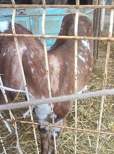 Козы, козлы: Продаю | Коза (самка) | Для молока — 5